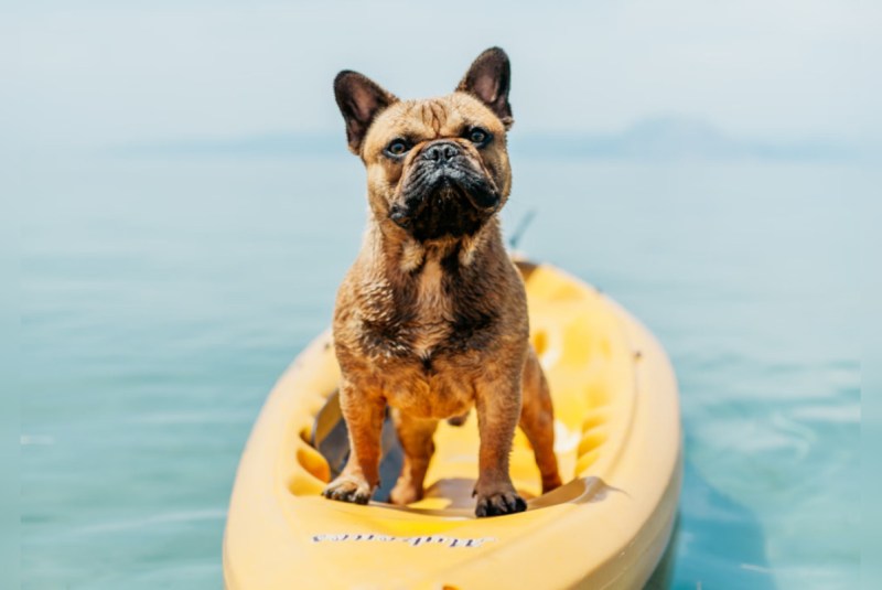 Dog Friendly Vacations 2024